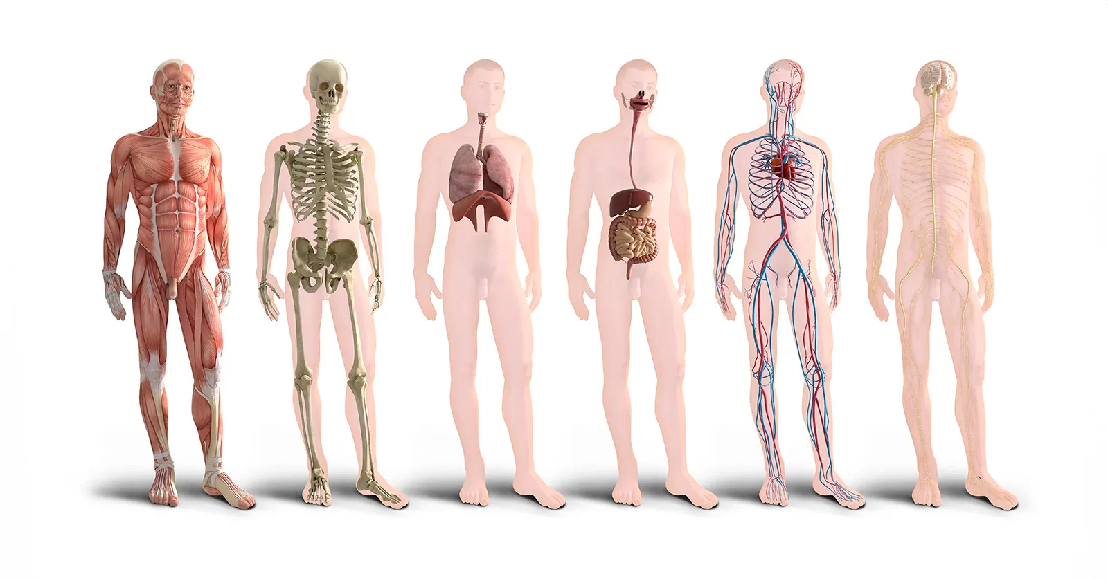 Anatomia e Fisiologia Aplicada à Estética